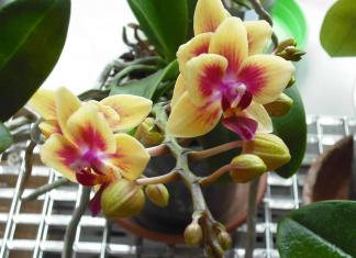 Выращивание орхидеи из семян в домашних условиях: все нюансы процедуры