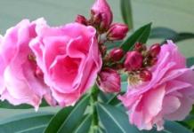 Как ухаживать за олеандром: правила безопасности и условия для пышного цветения
