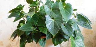 Антуриум: особенности ухода, вредители, заболевания и их лечение Антуриум почему мельчают листья