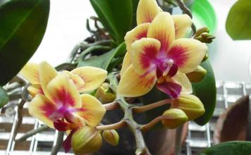 Выращивание орхидеи из семян в домашних условиях: все нюансы процедуры