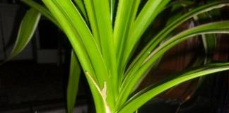 Панданус или винтовая пальма: особенности выращивания и ухода Уход и рассаживание цветов панданус