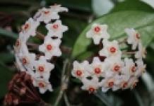 Хойя – способы размножения великолепной лианы Хойя размножение черенками во мху
