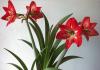 Цветок гиппеаструм, уход в домашних условиях, фото Луковичный цветок домашний гиппеаструм