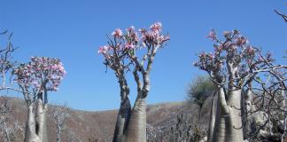 Адениум - прекрасный цветок пустыни
