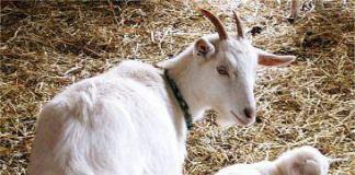 Кормление коз: рацион на летние и зимние периоды