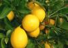 Лучшие сорта лимонов для выращивания в закрытом помещении Подключение телевизора от корней лимонника журнал эврика