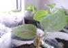 Советы по выращиванию бальзаминов и обзор видов комнатных растений с фото и названием сортов Сорта бальзамина для выращивания в открытом грунте и дома