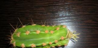 Почему у кактуса опадают иголки